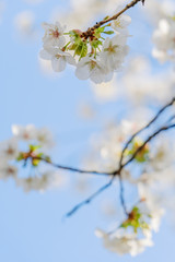 Frühlingserwachen – Kirschblüte vor blauem Himmel