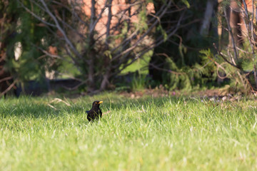 Common blackbird/Eurasian blackbird in green meadow at morning.
