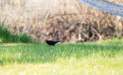 Common blackbird/Eurasian blackbird in green meadow at morning.
