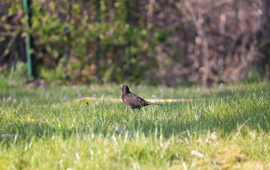 Common blackbird/Eurasian blackbird in green meadow at morning.