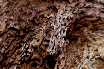 uralter Baum als Hintergrund, Retrohintergrund