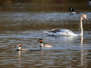 A male and female Great Crested Grebe swimming off together, with a fish in its mouth, on Crime Lake, Daisy Nook.