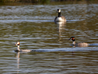 Fototapeta premium A male and female Great Crested Grebe swimming off together, with a fish in its mouth, after performing their mating courtship dance display on Crime Lake, Daisy Nook. A canada geese is behind