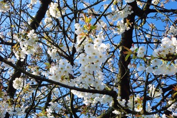 White Spring Blossom