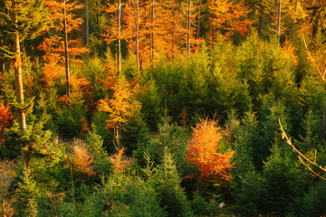 Beautiful autumn sunny Babia Gora
