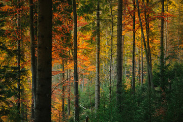 Obraz premium Beautiful autumn sunny Babia Gora