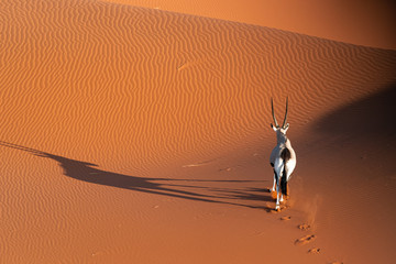 Orice nel deserto del Namib