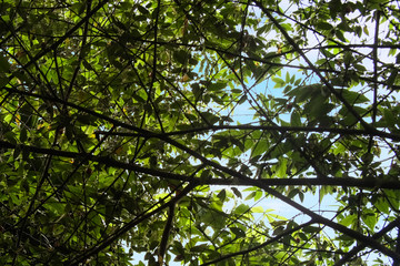 shadow of leaves on the tree