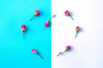 Flowers on a colored background. Flat lay