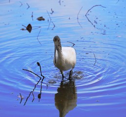 Ibis bird walking in a river mangrove foraging for food