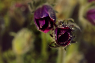 Küchenschelle Pulsatilla Vulgaris