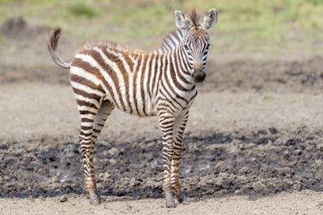 Fototapeta na wymiar Common or Plains Zebra (Equus quagga) foal standing at edge of swamp, Ngorongoro crater national park, Tanzania