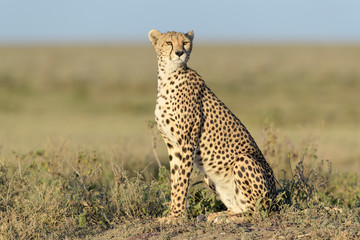 Cheetah (Acinonyx jubatus) sitting on savanna, searching for prey, Ngorongoro conservation area, Tanzania.