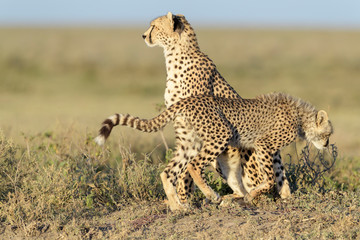 Cheetah (Acinonyx jubatus) together with cub sitting on savanna, searching for prey, Ngorongoro conservation area, Tanzania.