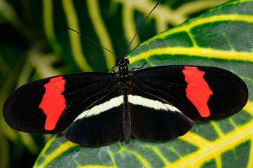 Red Postman Heliconius Erato butterfly on Sanchezia nobilis tropical plant