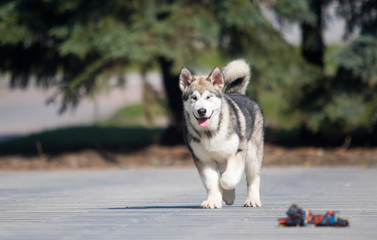 Malamute dog runs after a toy
