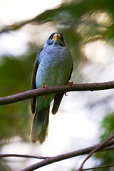 Bird Yellow throated miner standing on a branch in a Sydney park