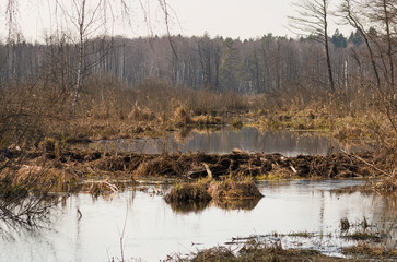 An impassable swamp in the Taiga Tundra climate zone in the Arkhangelsk region of the Russian Federation.