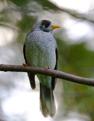 Bird Yellow throated miner standing on a branch in a Sydney park