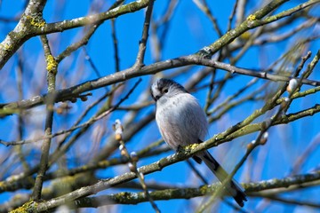 long-tailed tit on a tree branch