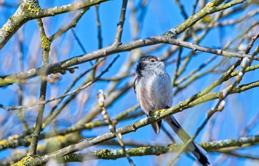 long-tailed tit on a tree branch