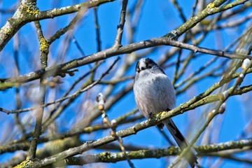 long-tailed tit on a tree branch