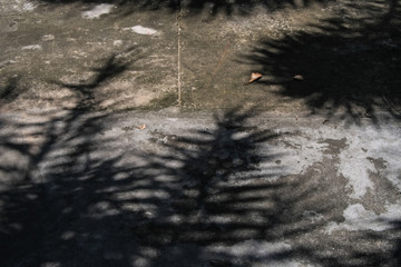shadow of the palm tree on the ground