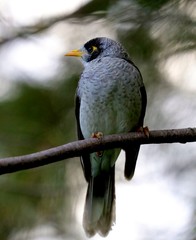 Bird Yellow throated miner standing on a branch in a Sydney park