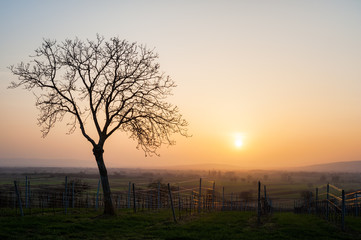 Sonset at vineyards and a tree in Burgenland