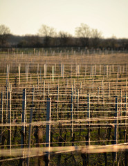 Wires at a vineyard in backlight