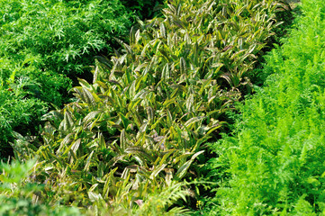 Green asparagus lettuce and carrots in growth at vegetable garden