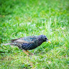Starling in a meadow in spring