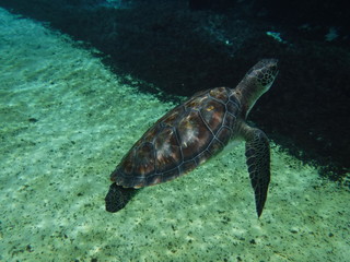 snorkeling