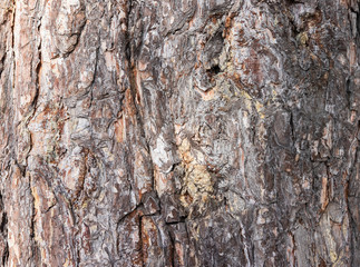  pine bark background texture. tree bark background. wood texture