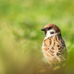 sparrow in the meadow