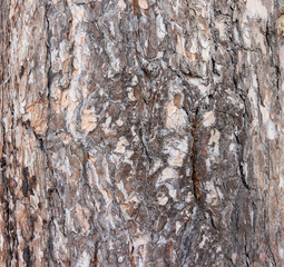  pine bark background texture. tree bark background. wood texture