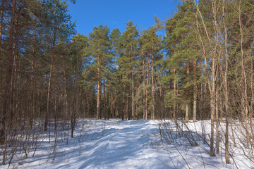 Early spring in the forest Sunny snow melts pine forest.