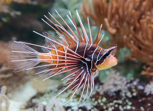 Close-up view of a Clearfin Lionfish (Pterois radiata)