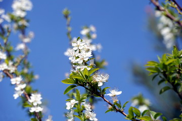 White flowers on the branches of wild fruit facing the blue sky on a beautiful spring sunny day