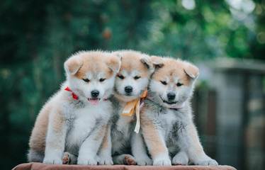 Akita inu puppies litter posing outside. Cute puppies together. 