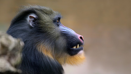 Close-up view of a male Mandrill (Mandrillus sphinx) 