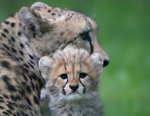 Obraz na płótnie Canvas Portrait view of a Cheetah cub with mother in background