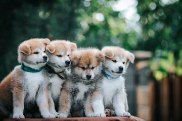 Akita inu cute puppy outside in green background.	