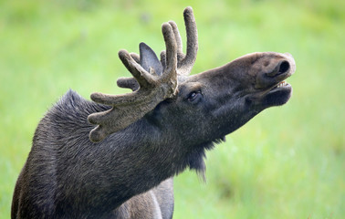 Portrait of a roaring Moose bull (Alces alces)