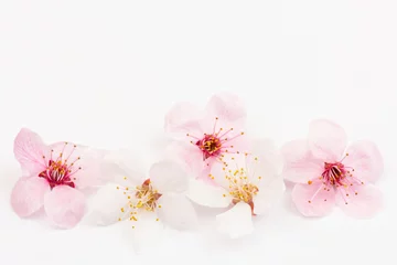 Gordijnen Cherry blossom , pink sakura flower isolated in white background © Olga