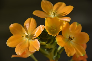 Fleur orange Ornithogalum dubium vivace mars