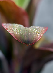 Morning dew on red leaves, natural background stock image