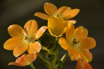 Fototapeta na wymiar Fleur orange Ornithogalum dubium vivace mars