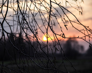 Beautiful and unusual background made of elements of nature..Thin birch branches create a beautiful sunset background..