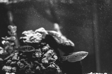Fish in Aqurium